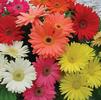 Gerbera 'Revolution Formula Mix'