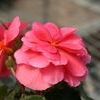 Begonia Tuberous 'Fortune Rose'