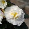 Begonia Tuberous 'Fotune White w/Rose Back'