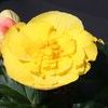 Begonia Tuberous 'Fortune Yellow'