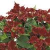 Poinsettia Euphorbia Pulcherrima 'Carousel Dark Red'