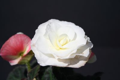 Begonia Tuberous 'Non Stop Appleblossom'
