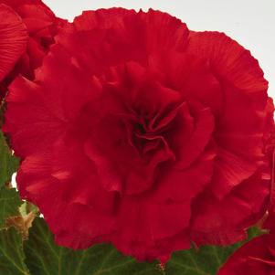 Begonia Tuberous 'Non Stop Bright Red'