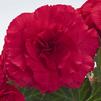 Begonia Tuberous 'Non Stop Bright Rose'