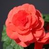 Begonia Tuberous 'Non Stop Deep Salmon'