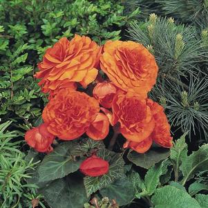Begonia Tuberous 'Non Stop Orange'