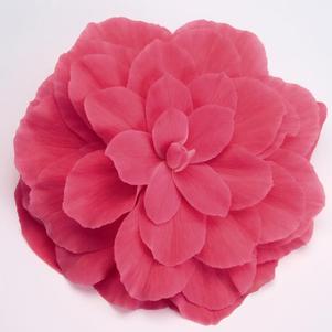 Begonia Tuberous 'Non Stop Pink Improved'
