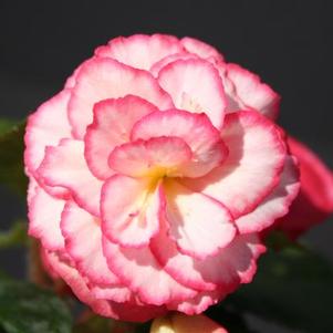Begonia Tuberous 'Non Stop Rose Petticoat'