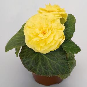 Begonia Tuberous 'Non Stop Yellow Improved'