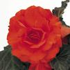Begonia Tuberous 'Non Stop Mocca Deep Orange'