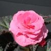 Begonia Tuberous 'Non Stop Mocca Pink Shades'