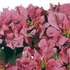 Poinsettia Euphorbia Pulcherrima 'Carousel Pink'