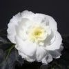 Begonia Tuberous 'Non Stop Mocca White'