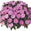 New Guinea 'Sonic Bright Pink'