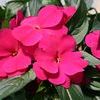 New Guinea 'Sonic Burgundy'