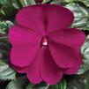 New Guinea 'Sonic Deep Purple'
