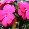 New Guinea 'Sonic Hot Rose on Gold'