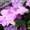 New Guinea 'Sonic Light Lavender'