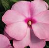 New Guinea 'Sonic Light Pink'