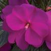 New Guinea 'Sonic Lilac'