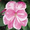 New Guinea 'Sonic Magic Pink'
