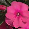 New Guinea 'Sonic Pink'