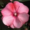 New Guinea 'Sonic Sweet Cherry'