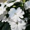 New Guinea 'Sonic White'