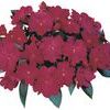 New Guinea 'Super Sonic Burgundy'