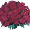 New Guinea  'Super Sonic Deep Purple'