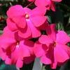 New Guinea 'Super Sonic Hot Pink'