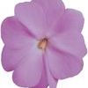 New Guinea 'Super Sonic Lavender'