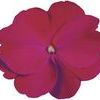 New Guinea 'Super Sonic Magenta '08'