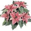 Poinsettia Euphorbia Pulcherrima 'Silverstar Marble'