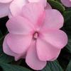 New Guinea 'Super Sonic Pastel Pink'