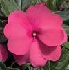 New Guinea 'Super Sonic Pink'