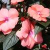 New Guinea  'Celebration Apricot'