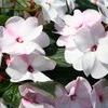 New Guinea  'Celebration Blush Pink Imp.'