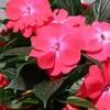 New Guinea  'Celebration Bright Salmon'