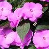 New Guinea  'Celebration Lavender Glow'