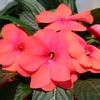 New Guinea  'Celebration Sunset Apricot'