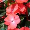 New Guinea  'Celebration Tropical Peach'