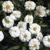 Achillea 'Gypsy White'