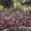 Angelonia 'Carita Cascade Deep Pink'