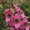 Angelonia 'Carita Deep Pink'