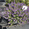 Angelonia 'Carita Lavender'