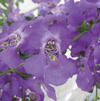 Angelonia 'Carita Purple'