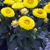 Bracteantha 'Strawburst Yellow'