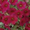 Calibrachoa 'Callie Bright Red'