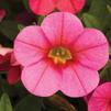 Calibrachoa 'Callie Coral Pink'